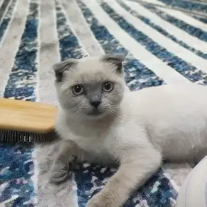 Шотландский вислоухий котёнок, Душанбе