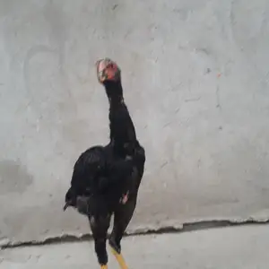 Чучаи хуруз, Худжанд
