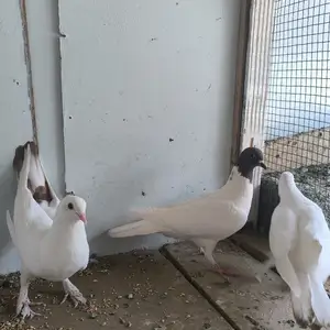 Кафтар голубь, Пенджикент