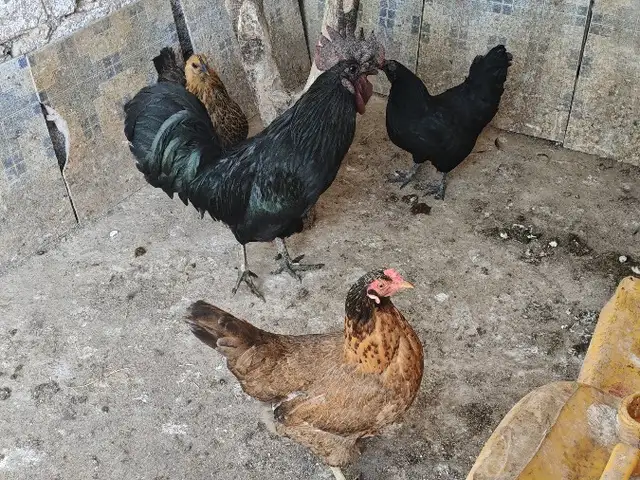Мург симани, Дангара
