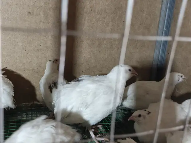 Бедона, Ваҳдат