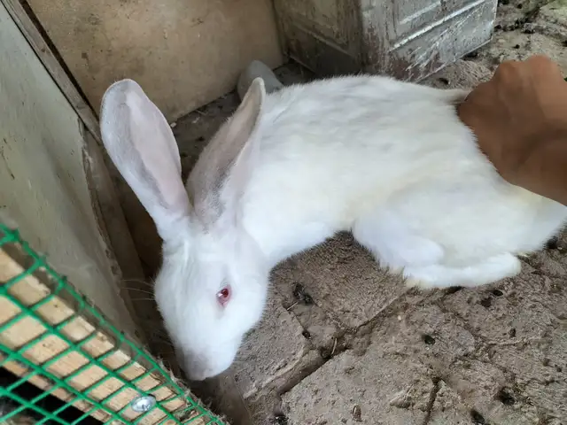 Харгуш, Худжанд