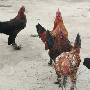 Хурузи Японча, Душанбе