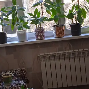 Гулхои хонаги, Душанбе