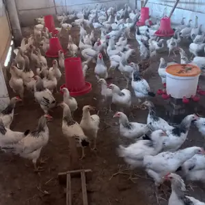 Мургхои рябушка, Джалолиддин Балхи (Руми)