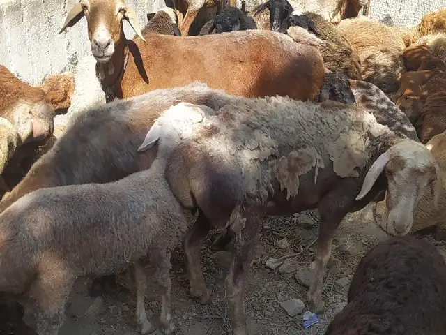Моддабарра, Хуҷанд