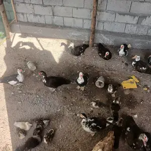 Индоутка, Гиссар