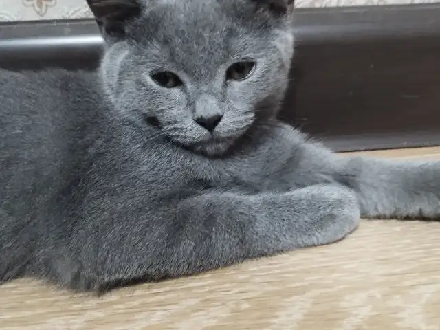 Шотланка прямоухий, Худжанд