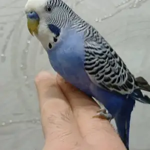 Попугай, Душанбе
