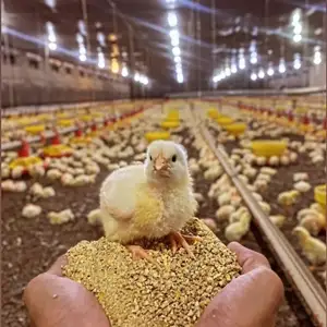 Чучаи бройлер, Душанбе