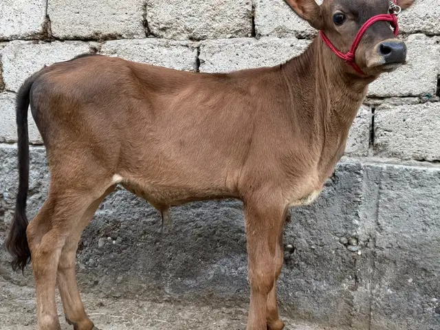 Букача, Худжанд
