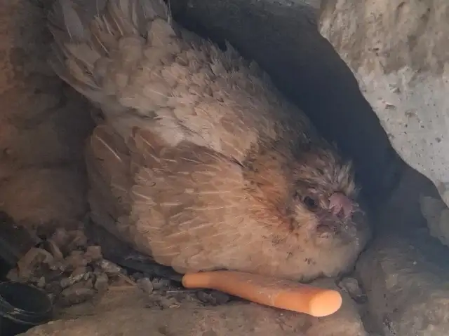 Мург курк, Душанбе