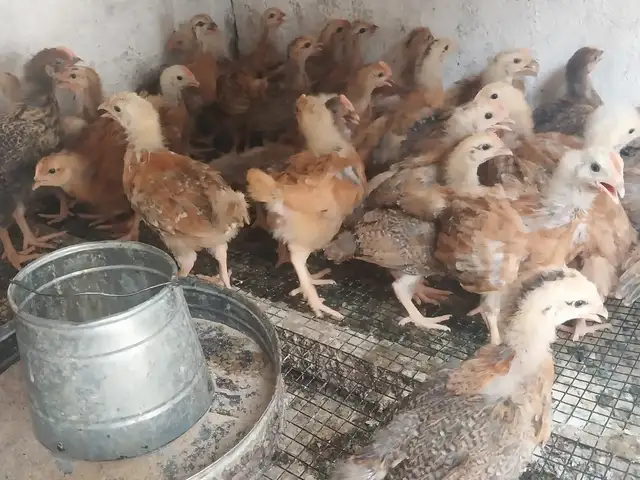 Чучаи ломан браун, Ваҳдат