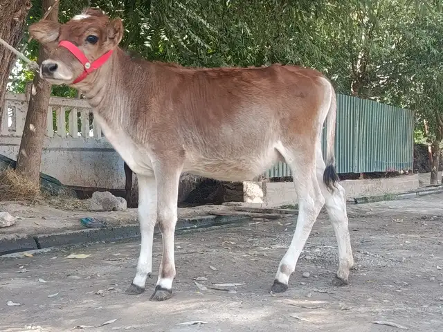 Гуночин, Бохтар (Курган-Тюбе)