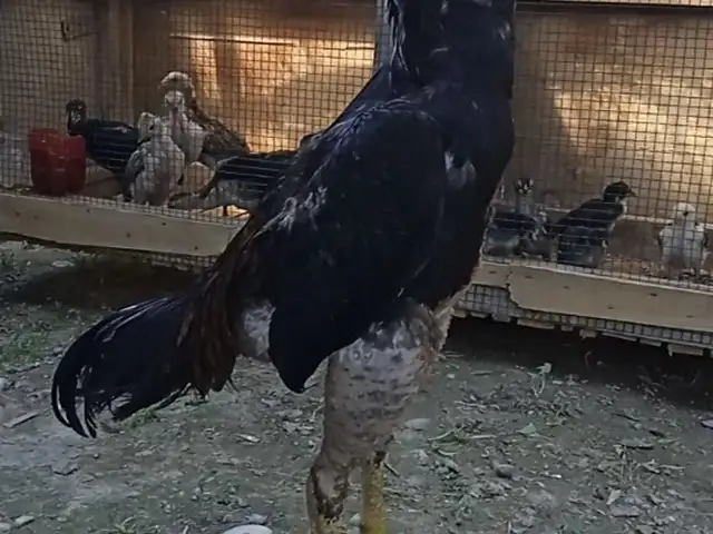 Тухми Дакан, Спитамен