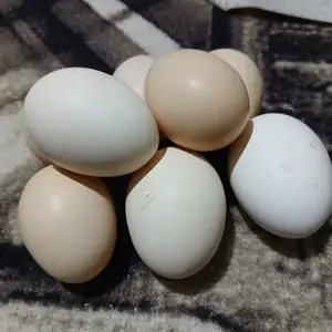Тухми мург, Турсунзаде