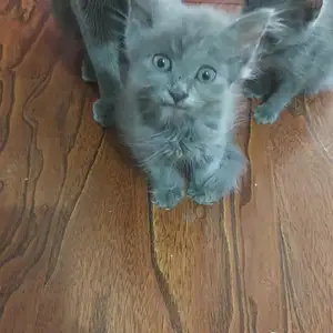 Шотландский кот, Душанбе