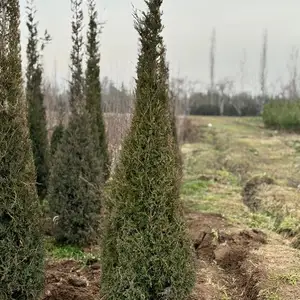 Дерево Можжевельник, Душанбе