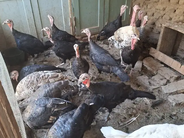 Индюки, Бобоҷон Ғафуров