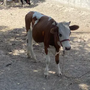 Гуноҷинҳо, Худжанд