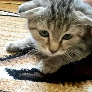 Шотландские вислоухие котята, Худжанд