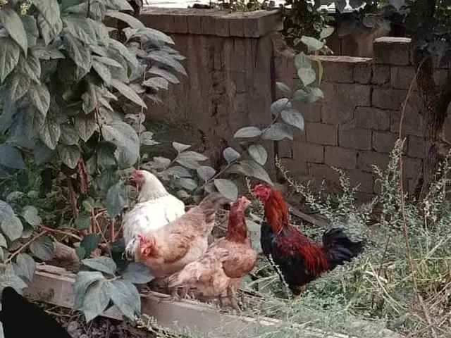 Мургхои хонаги, Душанбе