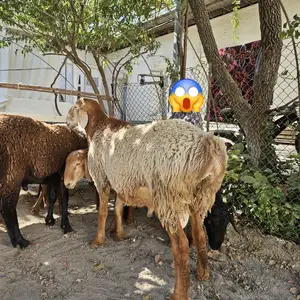 Кушкор, Худжанд