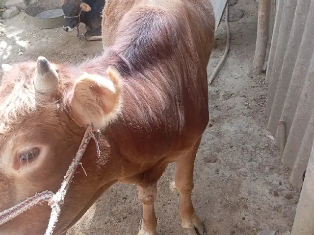 Букайи 2 Сола махали, Восеъ