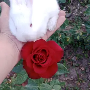 Харгуш 9км, Душанбе