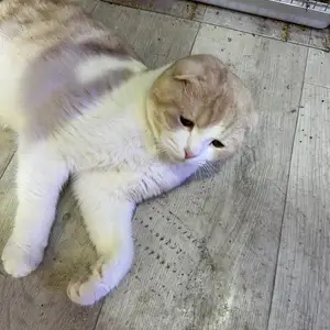 Кот, Худжанд