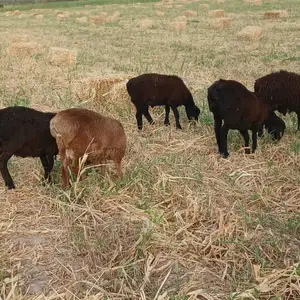 Кучкор бара, Шаҳритӯз