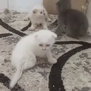 Пишакчаҳои зоти шотландӣ, Душанбе