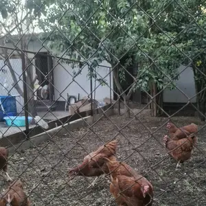 Тухми ломан браун, Шаҳринав