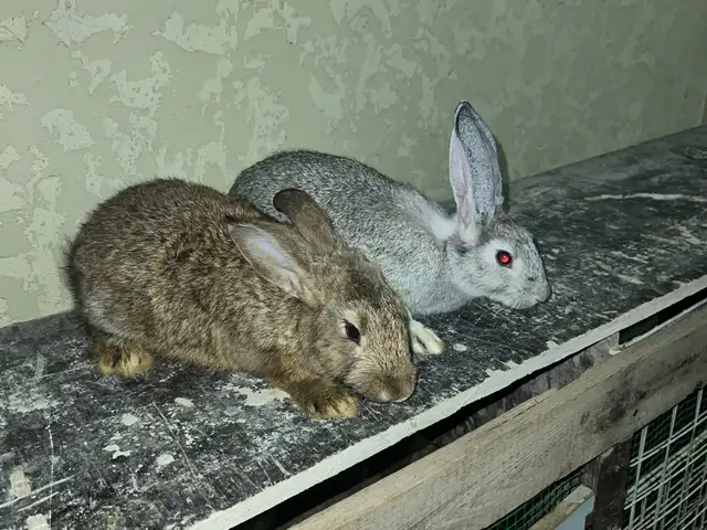 Харгуш, Душанбе