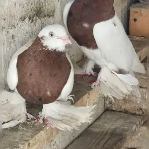 Кафтар, Душанбе