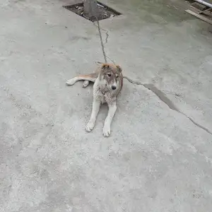 Саги Чупони, Душанбе
