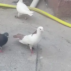 Кафтар, Бободжон Гафуров
