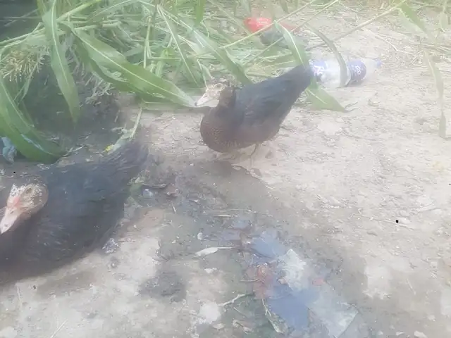 Утка, Худжанд