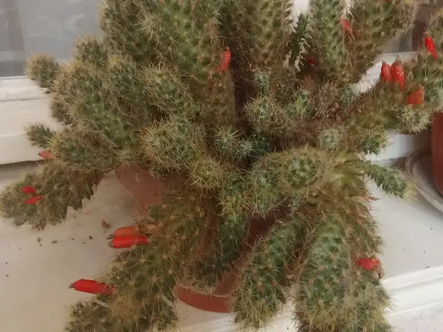Кактус, Душанбе