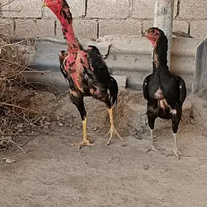 Даканхо, Душанбе