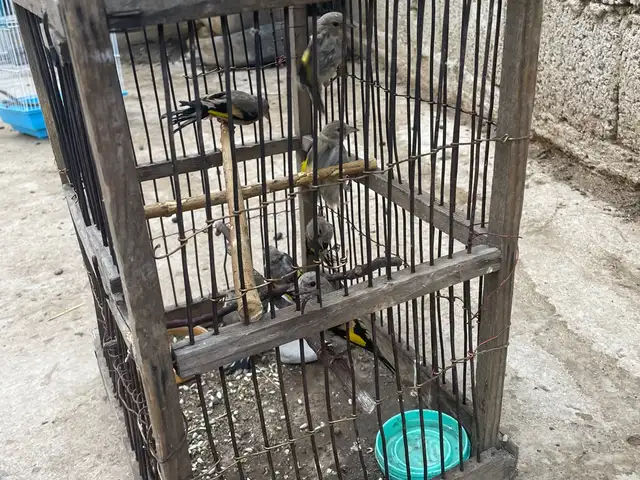 Саба, Варзоб
