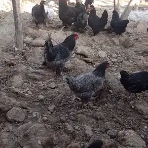 Мург, Джаббор Расулов