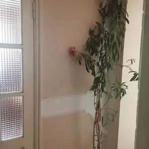 Цветок, Душанбе