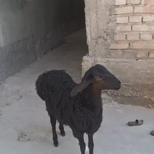 Барача, Гиссар