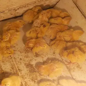 Чучаи бедона, Турсунзаде