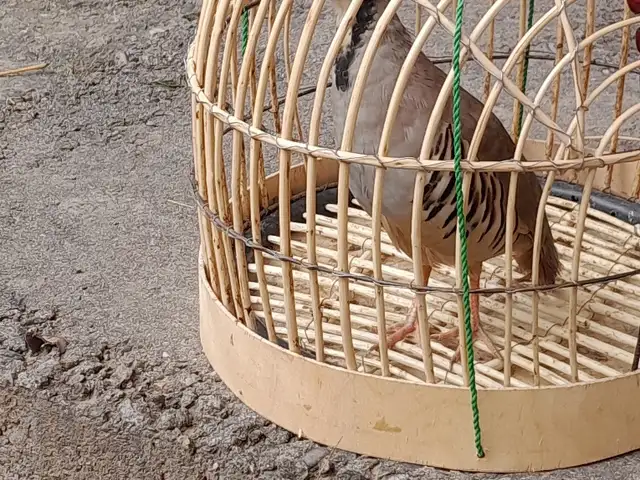 Кабк, Душанбе