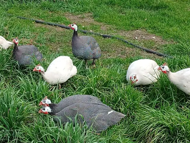 Куры, Душанбе