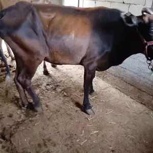 Гов бо гусола, Душанбе