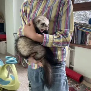 Ручной хорёк, Худжанд