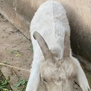 Зааненская коза, Душанбе